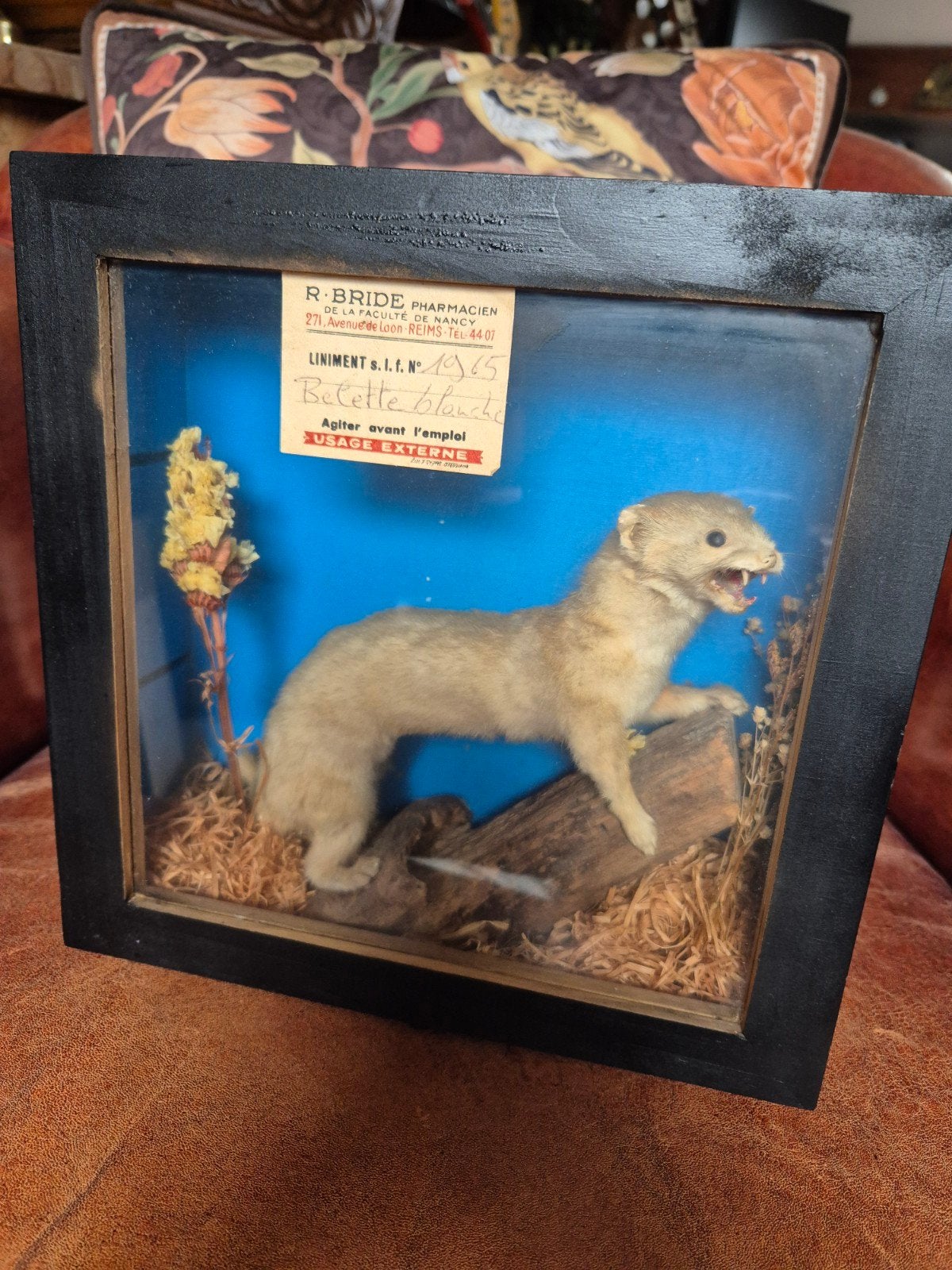 Taxidermie - witte wezel in display kastje, Ophalen, Gebruikt, Opgezet dier