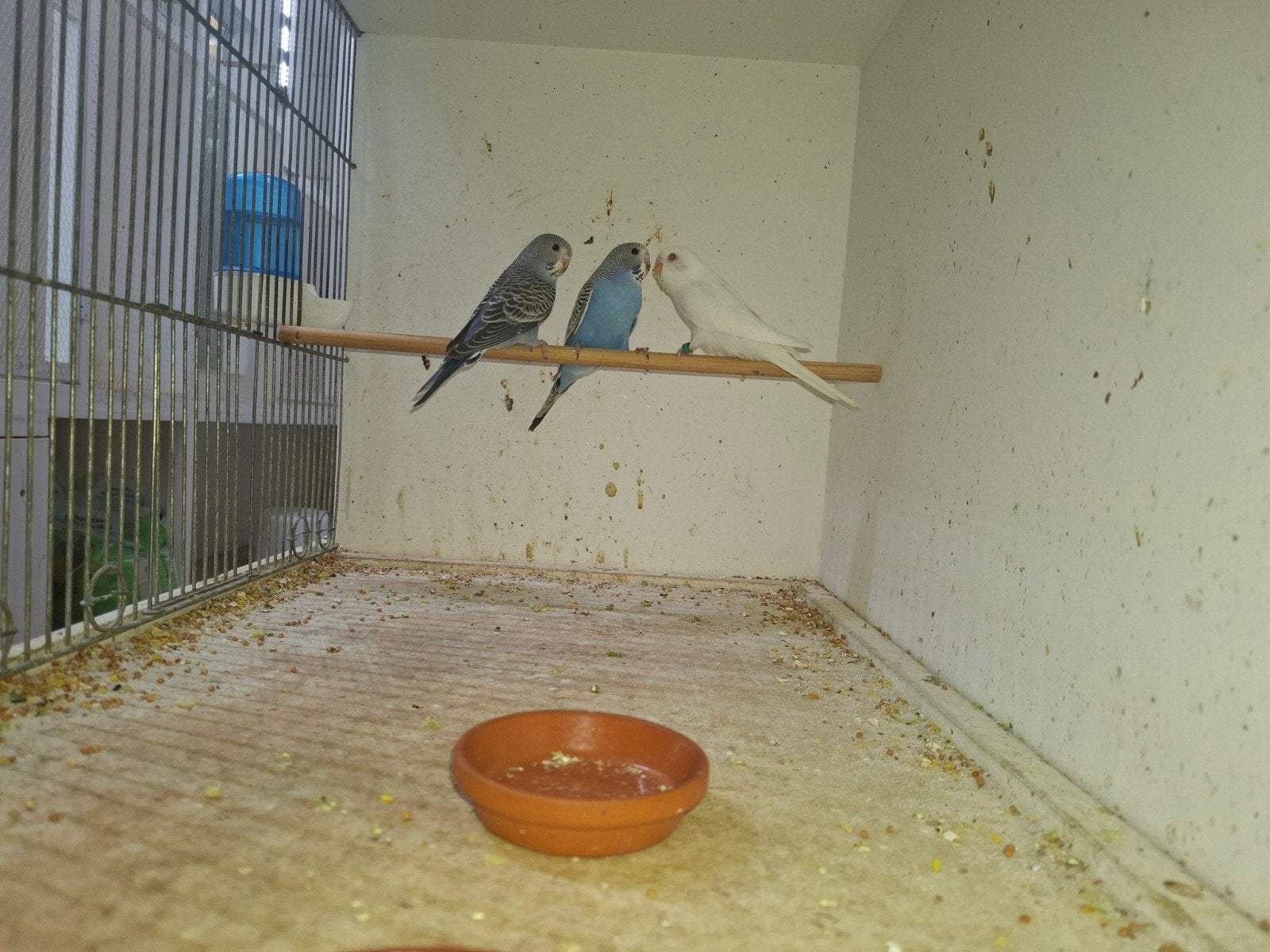 3 grasparkieten te koop., Dieren en Toebehoren, Vogels | Parkieten en Papegaaien, Meerdere dieren, Parkiet, Geringd