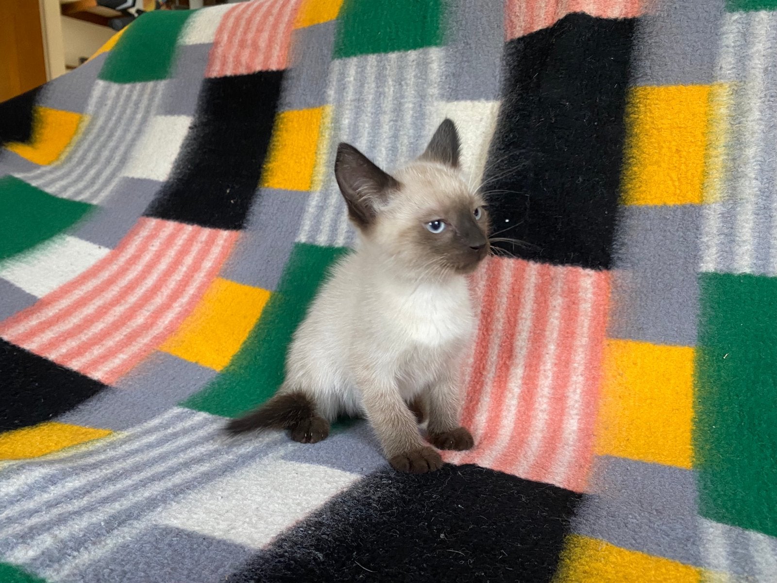 Siamese kittens, Meerdere dieren, Kortharig, 0 tot 2 jaar