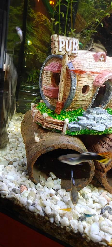 Snow White ansistrus, Vis