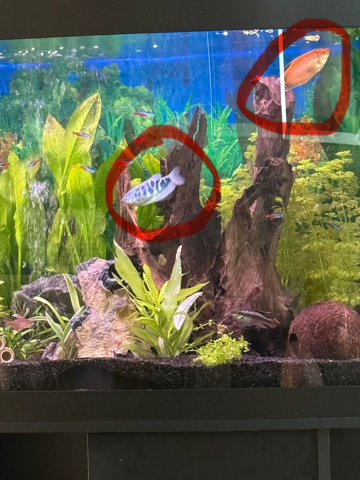 Mooie koppeltje 7/8 cm, Dieren en Toebehoren, Vissen | Aquaria en Toebehoren, Ophalen, Zo goed als nieuw, Plant(en), Steen of Hout