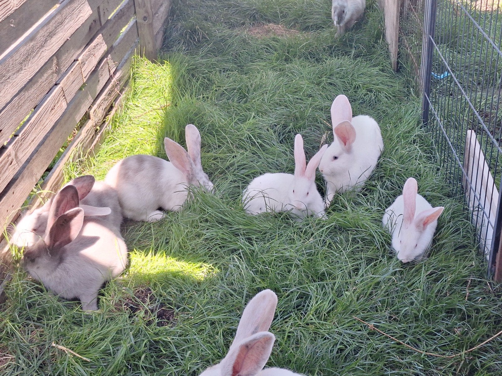 3 duitse reuzen, Dieren en Toebehoren, Konijnen, Mannelijk, Groot