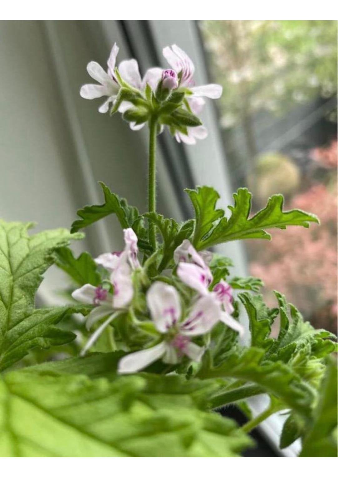 Geurende citrusgeranium bio planten stekjes m/de muggen weg, Ophalen, Zomer, Overige soorten, Volle zon