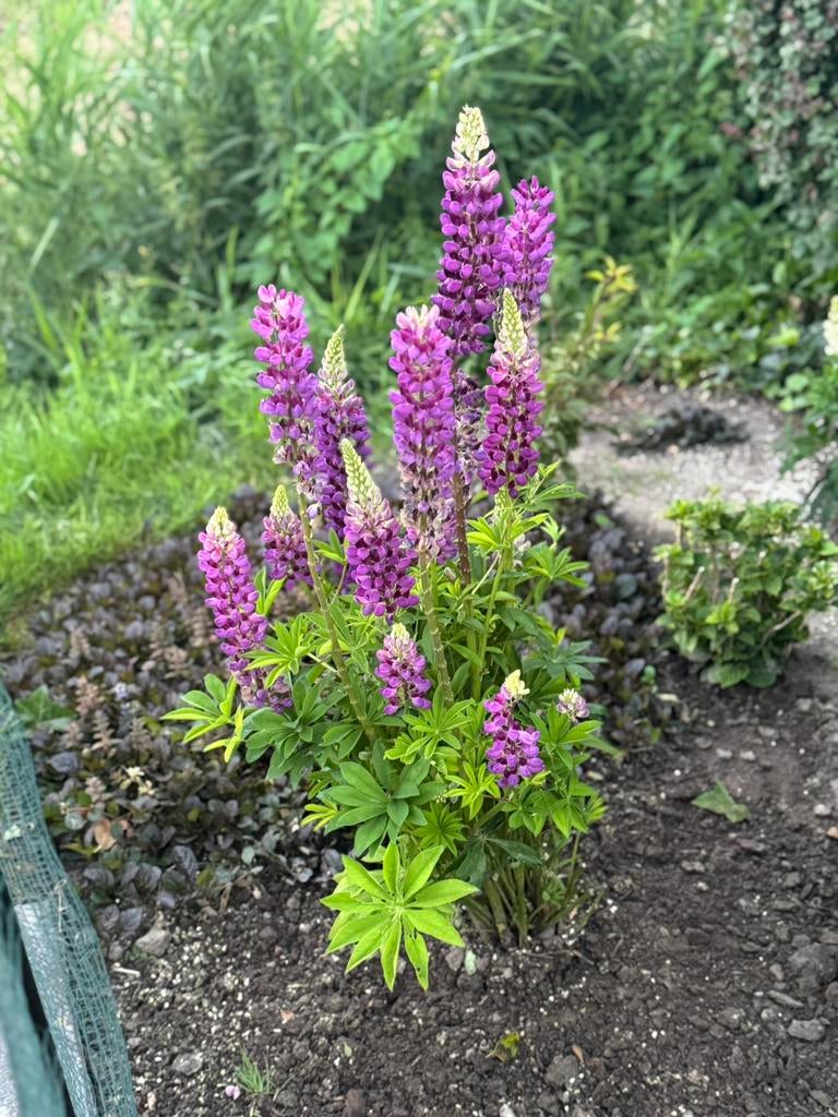 Allerlei zaden., Ophalen of Verzenden, Vaste plant, Overige soorten, Volle zon