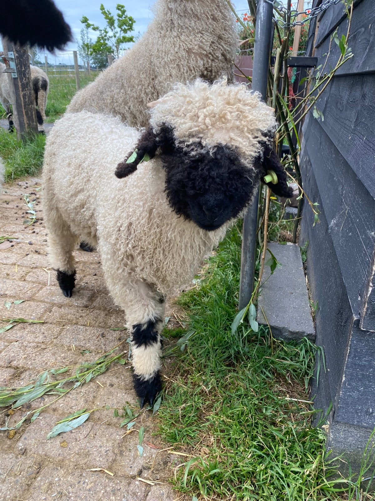 Walliser Schwarznase ram lammeren, Mannelijk, Schaap