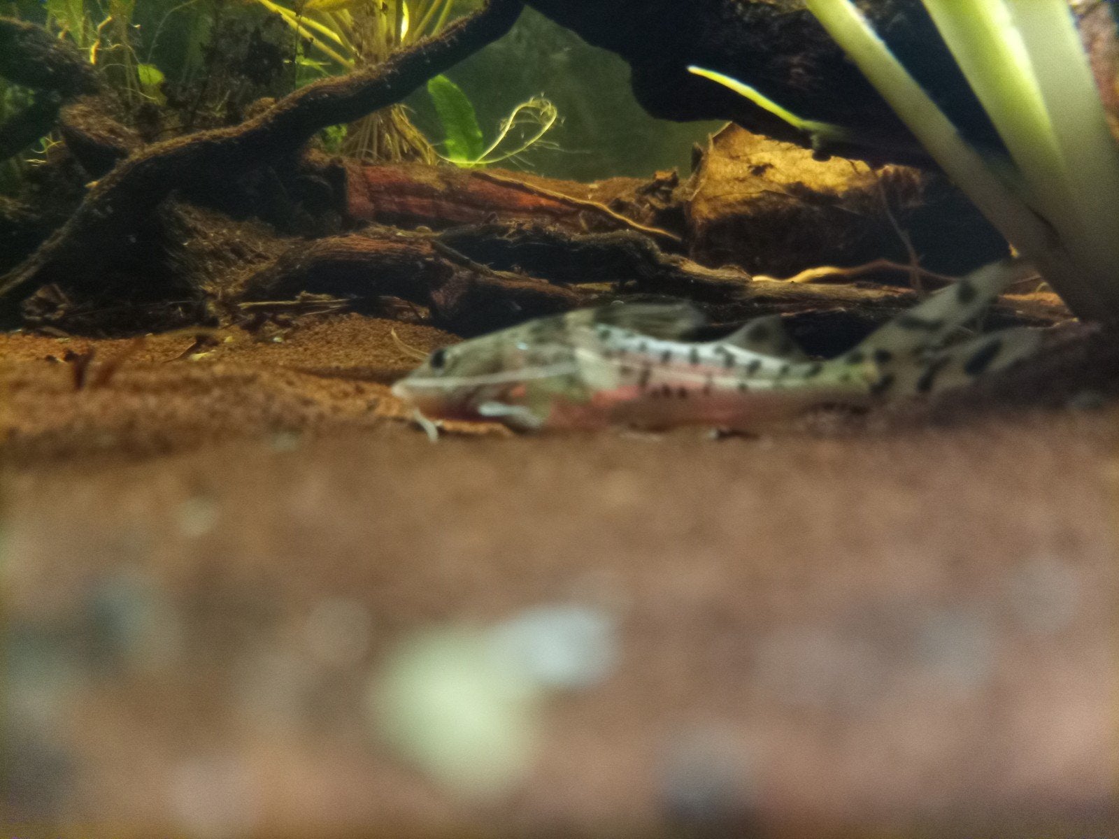 Gezocht! Pimelodus pictus antenne meerval, Dieren en Toebehoren, Vis