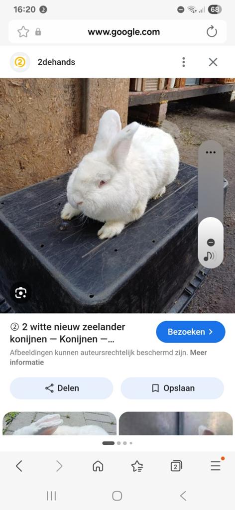 Gezocht, Dieren en Toebehoren, Konijnen, Vrouwelijk