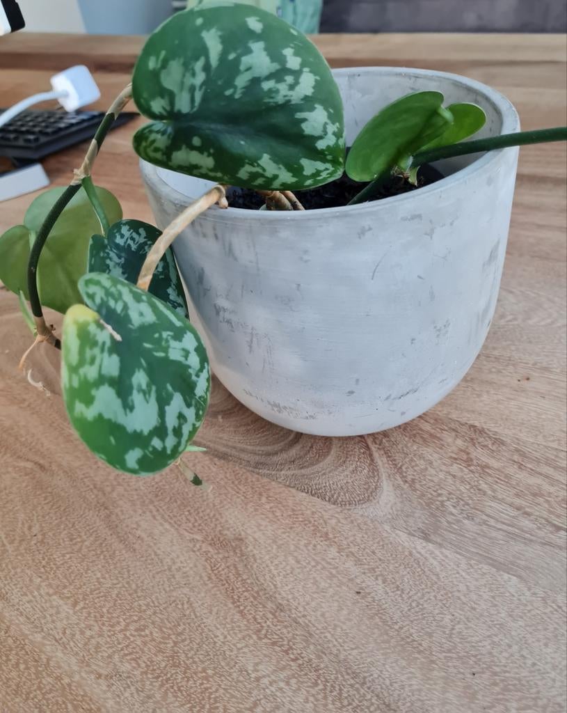 Scindapsus pictus, kamerplant, Ophalen of Verzenden, Halfschaduw, Minder dan 100 cm