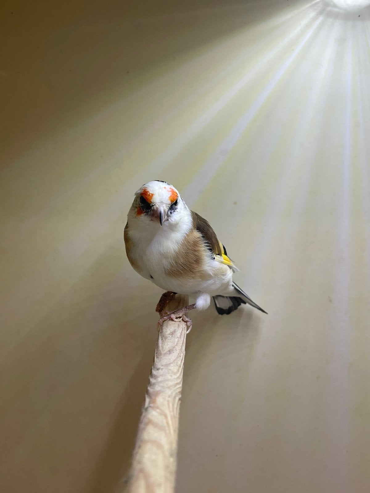 te koop mooie Majoor Putters pop, Dieren en Toebehoren, Vrouwelijk, Wildzangvogel, Geringd