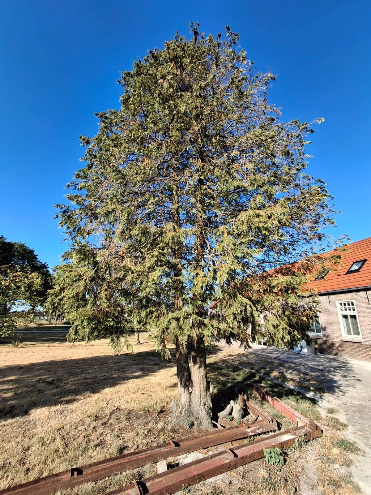 Diverse bomen te koop, verschillende soorten en hoogtes, Minder dan 3 m³, Ophalen