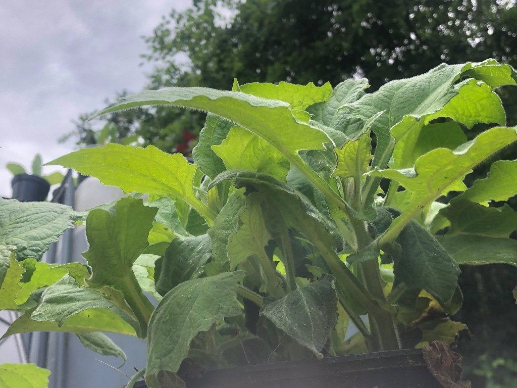Yacon / appelwortel, Ophalen, Volle zon, Groenteplanten, Eenjarig