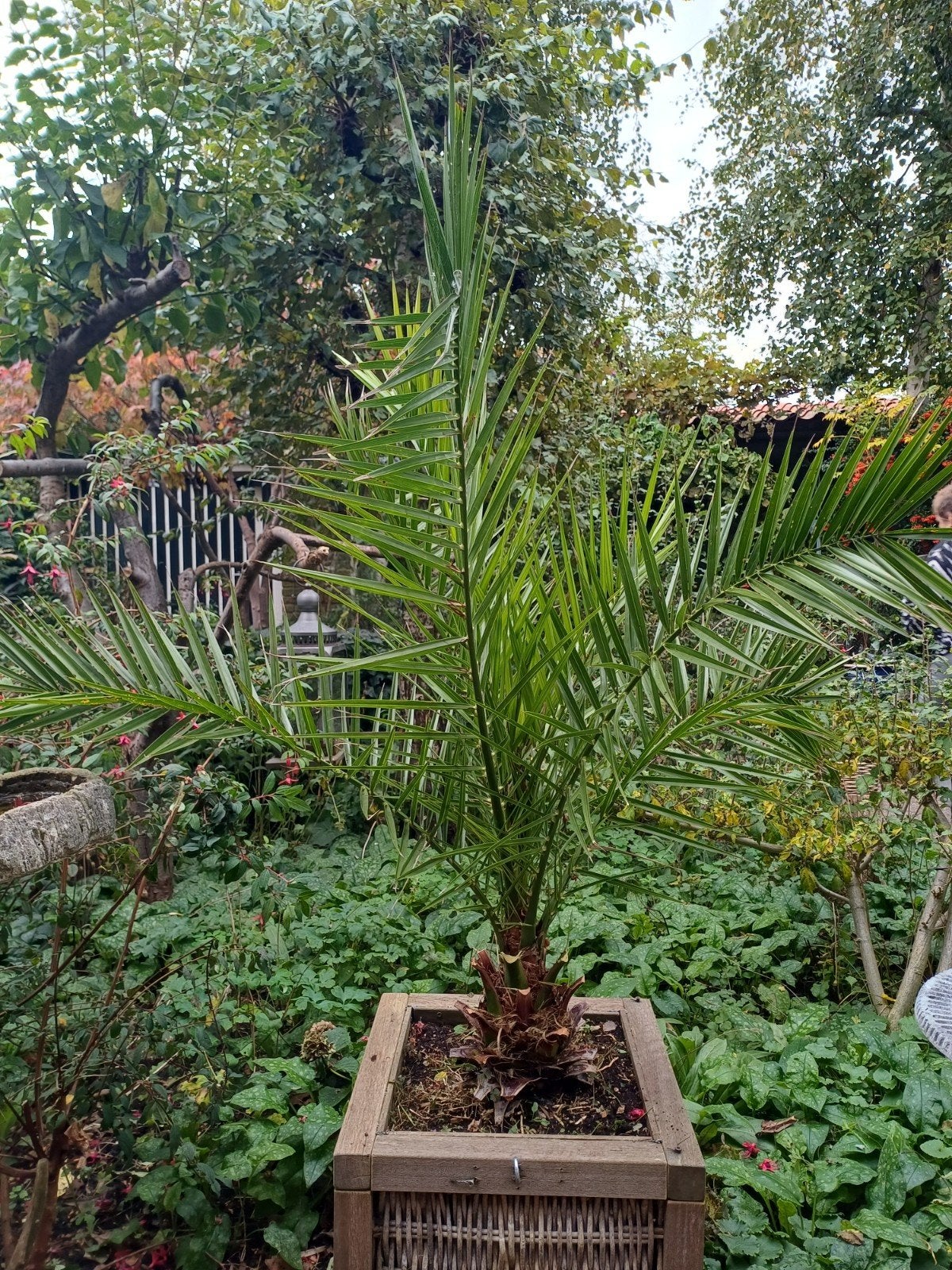 Canarische Dadelpalm (phoenix Canariensis), 100 tot 250 cm, Zomer, Palmboom, Ophalen