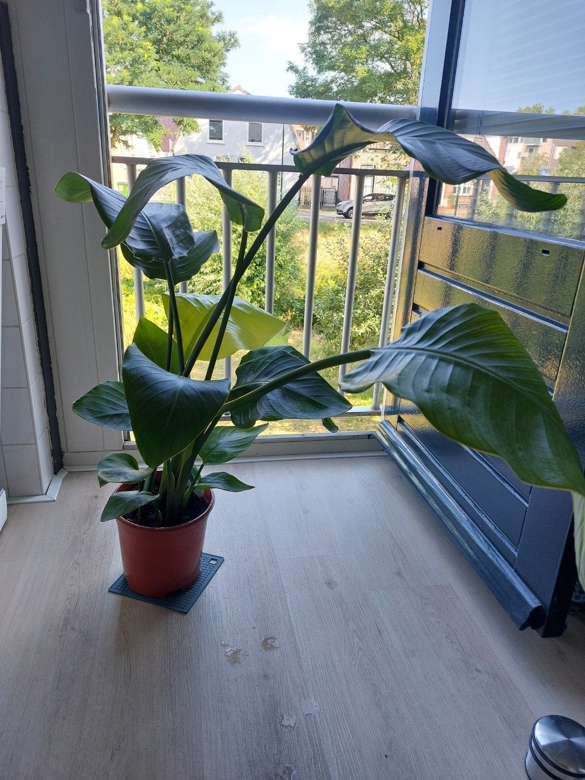 Strelitzia Nicolai Paradijsvogelplant - ca. 1 meter hoog, Groene kamerplant, Ophalen, Minder dan 100 cm