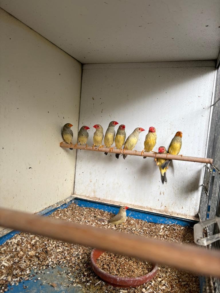 Gezocht kanaries en tropische vogels, Dieren en Toebehoren, Vogels | Overige Vogels, Meerdere dieren, Tropenvogel