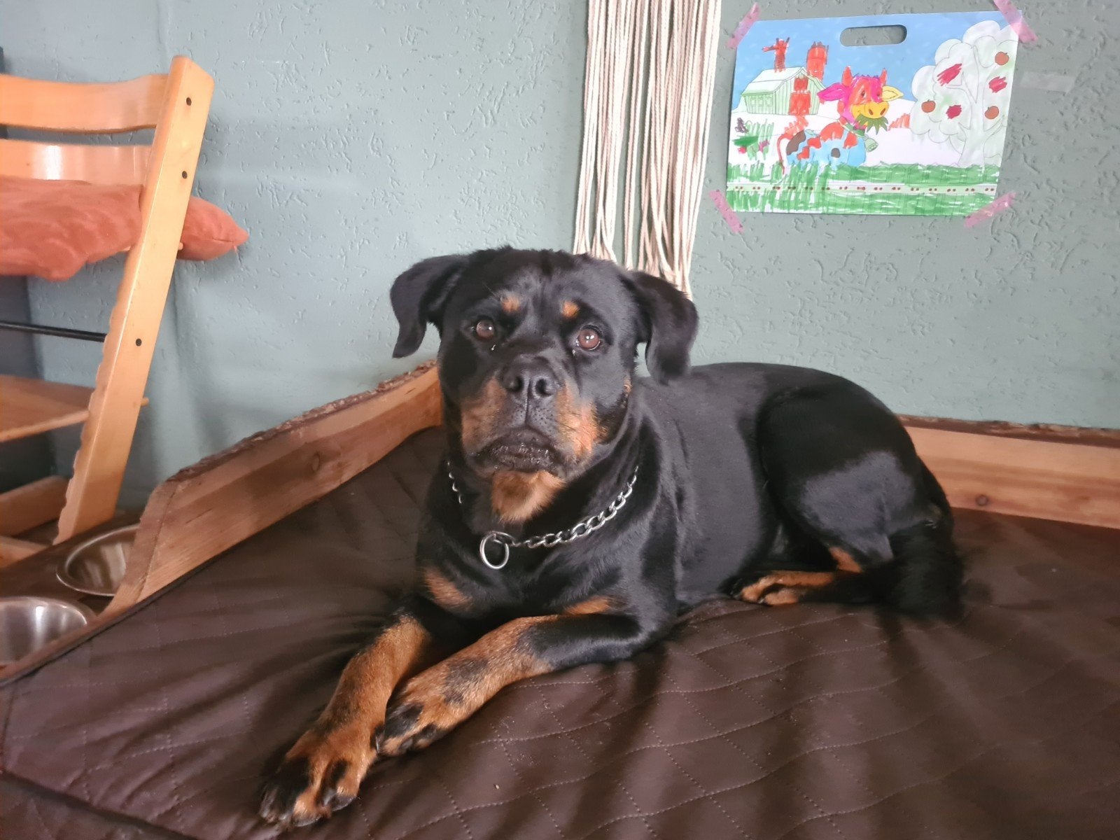 Rottweiler, CDV (hondenziekte), 1 tot 2 jaar, Teef, Eén hond