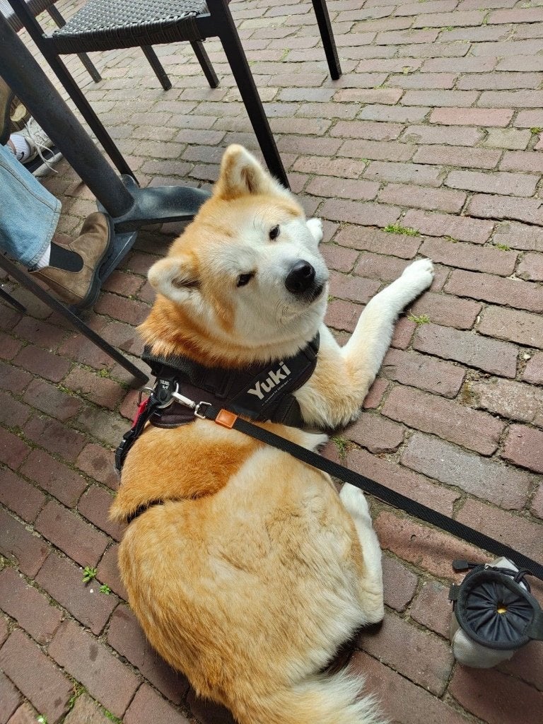 Dekreu gezocht voor Japanse Akita Inu teef Yuki, Dieren en Toebehoren, 6 jaar of ouder, Teef, Eén hond, CDV (hondenziekte)