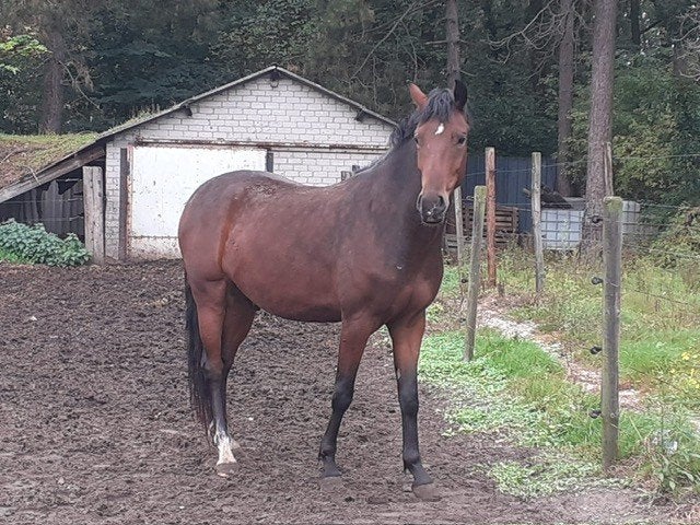 2,5 jarige New Forest pony, Ruin, Onbeleerd, 3 tot 6 jaar