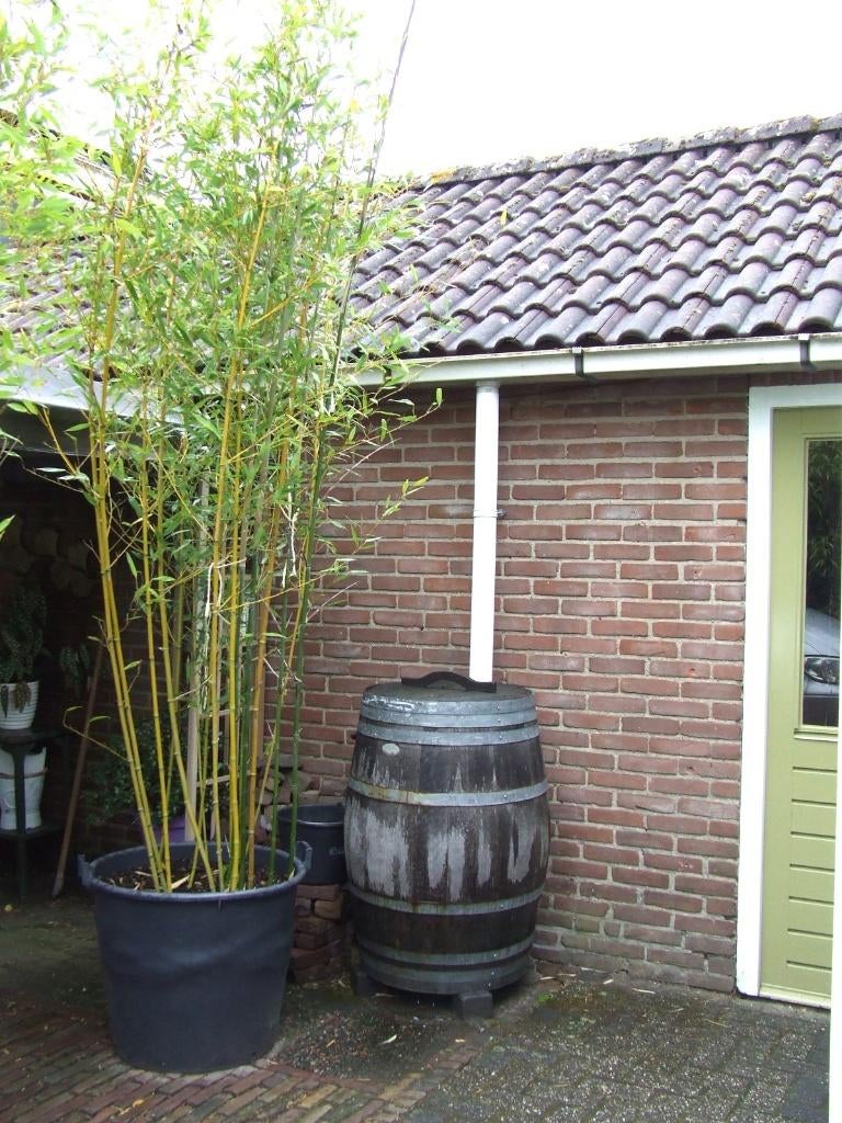Bamboe Phyllostachys aurea grote plant in kuip van 110 liter, Volle zon, Vaste plant, Bloeit niet, Ophalen