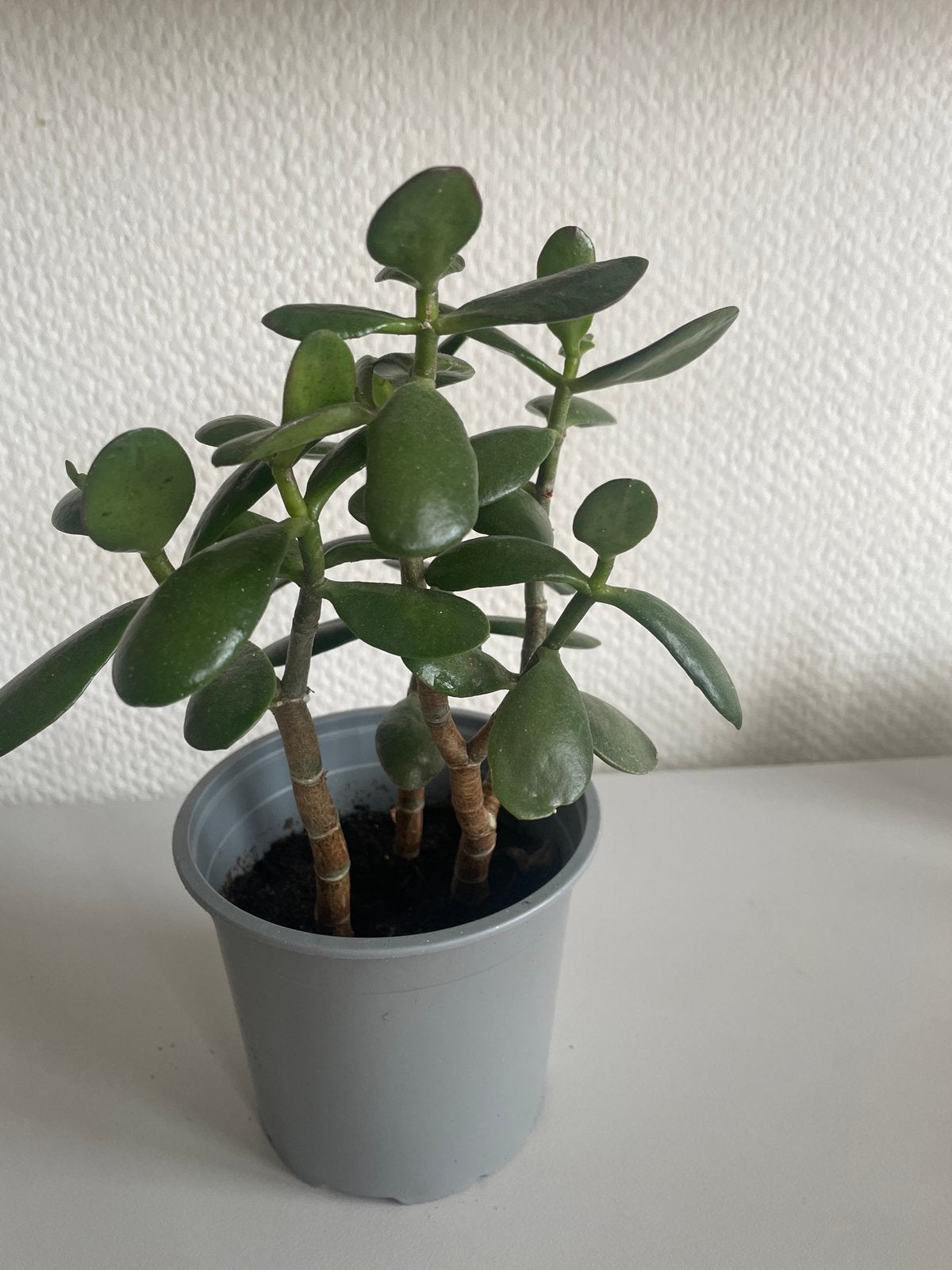 Mooie Vetplant in Pot - Crassula Ovata (Jadeplant), Huis en Inrichting, Kamerplanten, Ophalen, Vetplant, Halfschaduw, In pot