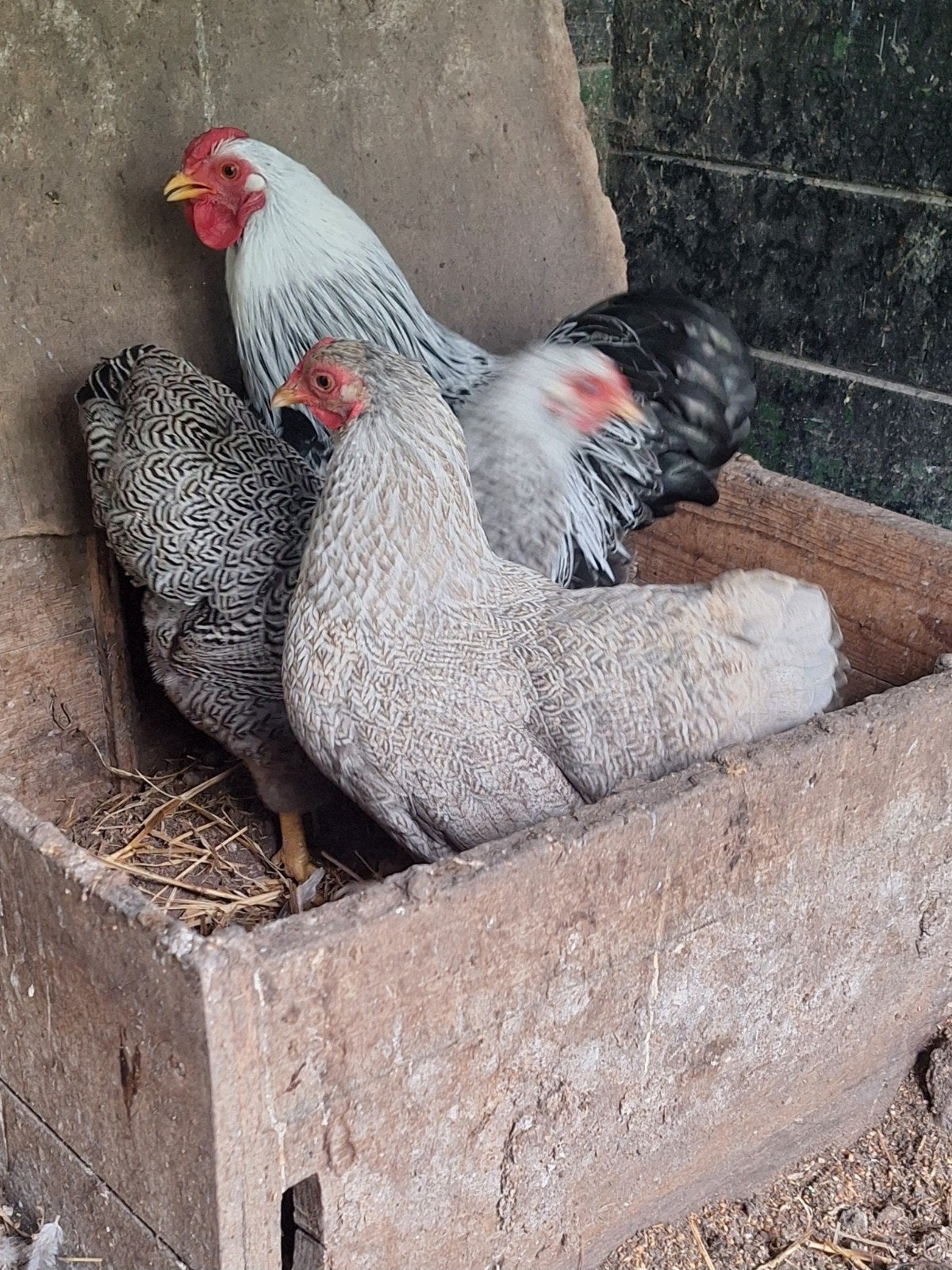 Trio wyandotte krielen, Meerdere dieren, Kip