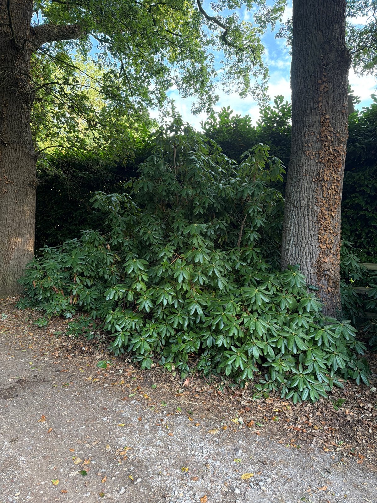 Grote Rhododendron struiken - Ideaal voor tuin of border, Vaste plant, Halfschaduw, Lente, Ophalen