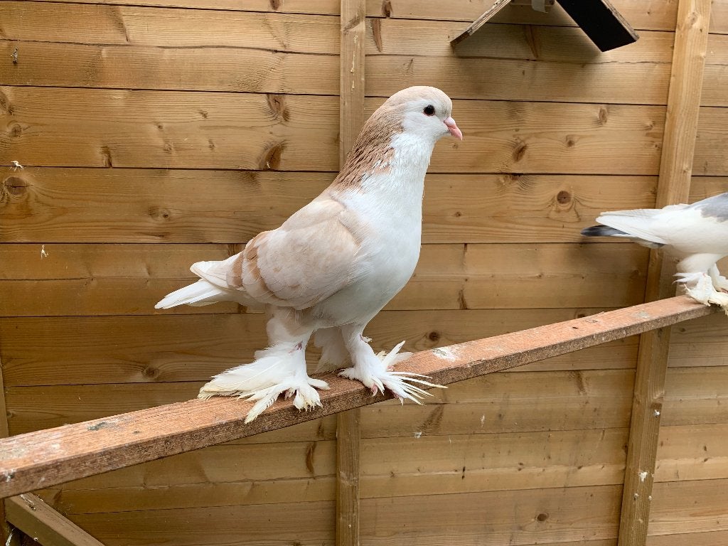 Lahore doffer geelzilver, Dieren en Toebehoren, Vogels | Duiven, Mannelijk, Overige soorten