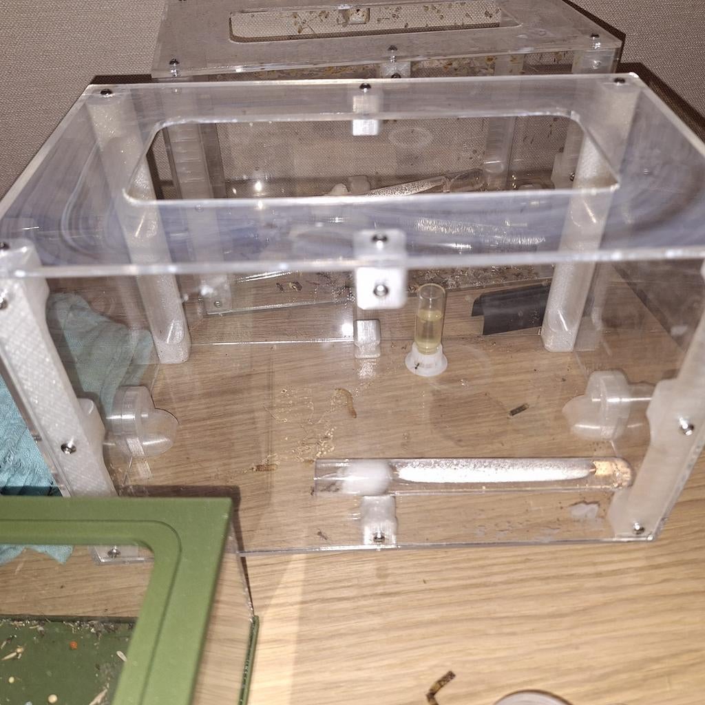 camponotus nicobarensis 50 tot 90 werksters met nest,wereld, Dieren en Toebehoren, Insecten en Spinnen, Mieren