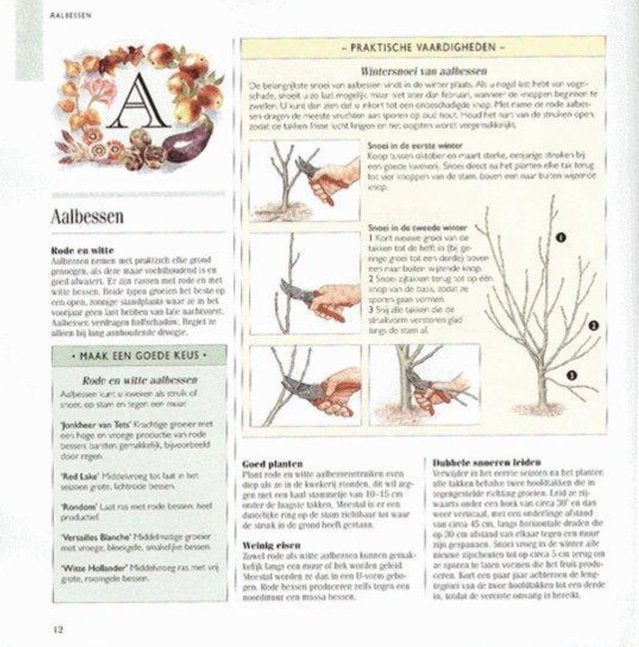 Foto 3 van 1001 Hints & Tips voor uw Tuin - Reader's Digest