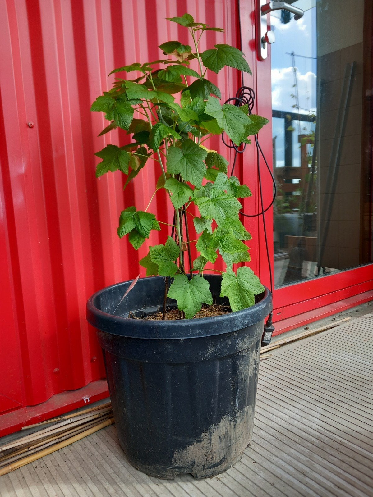 Ribes Nigrum Struik in mooie plantenpot met potgrond, Volle zon, Vaste plant, Ophalen of Verzenden, Fruitplanten
