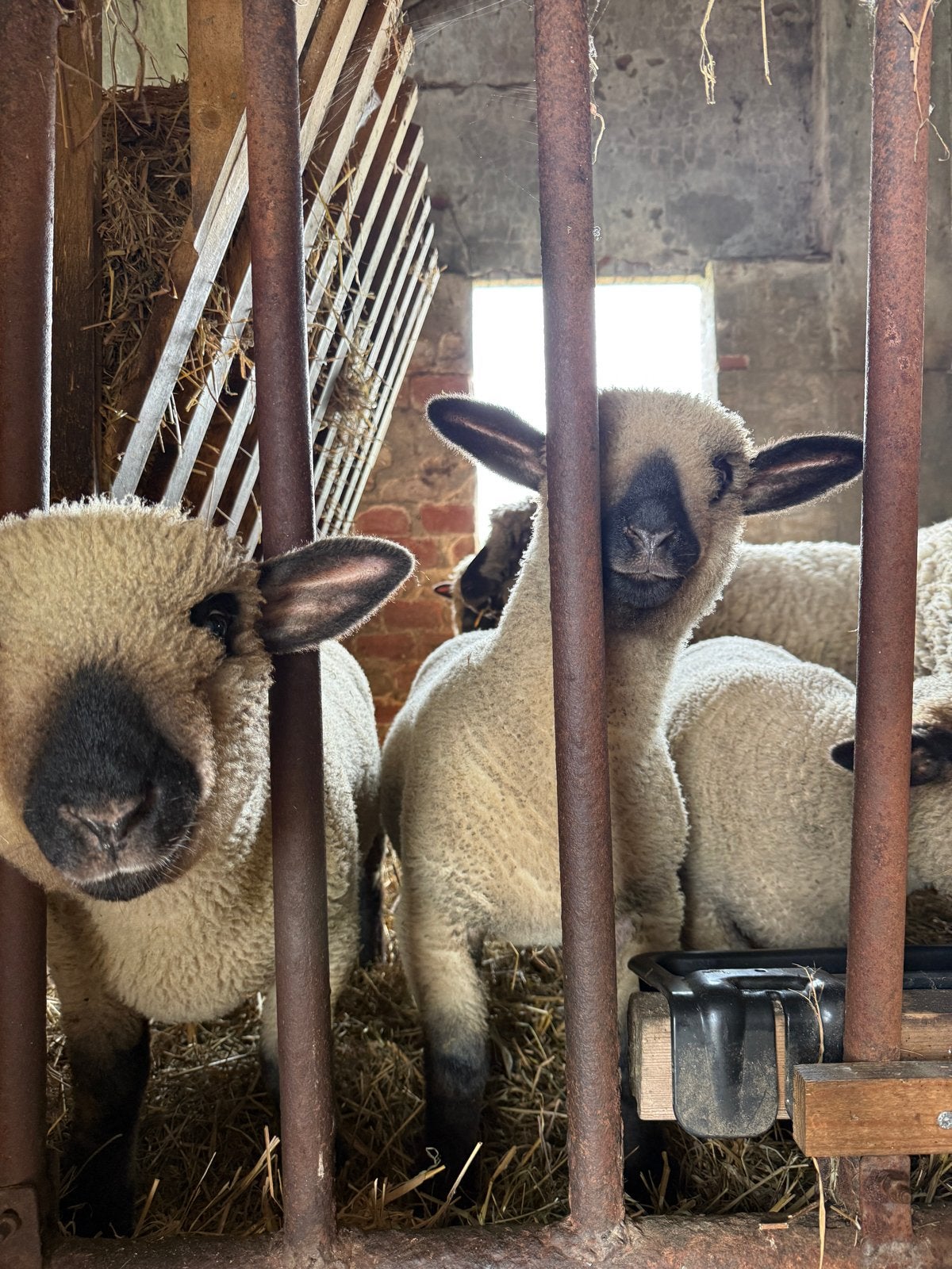 Hampshire down ram lam, Dieren en Toebehoren, Mannelijk, Schaap