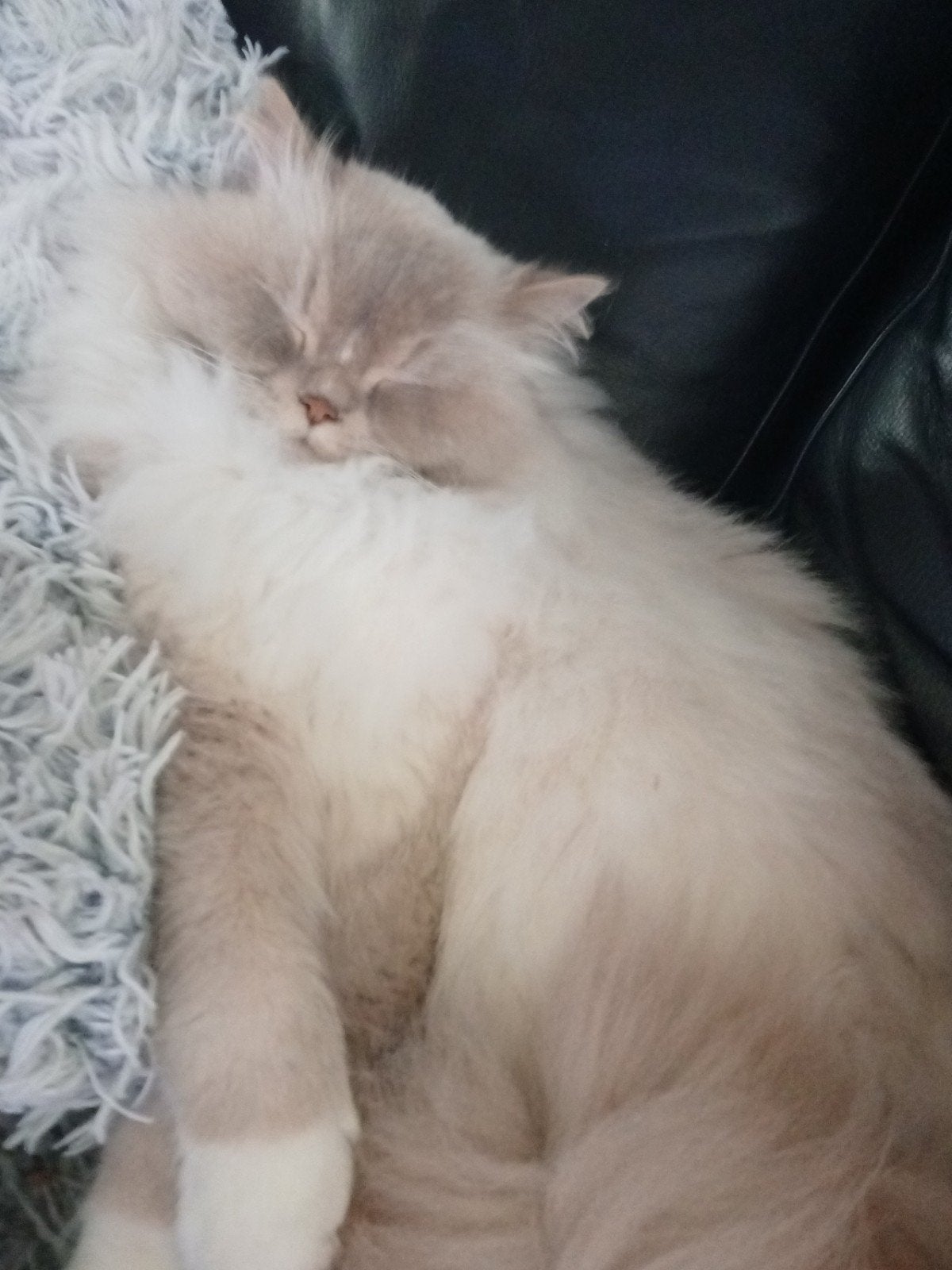 Regdoll kat, Dieren en Toebehoren, Katten en Kittens | Raskatten | Langhaar, Kater, 3 tot 5 jaar