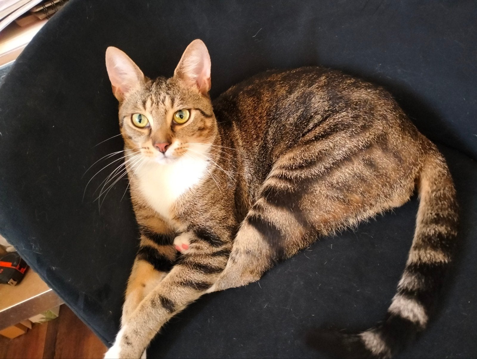 Lieve kater zoekt liefde, Kater, Gechipt