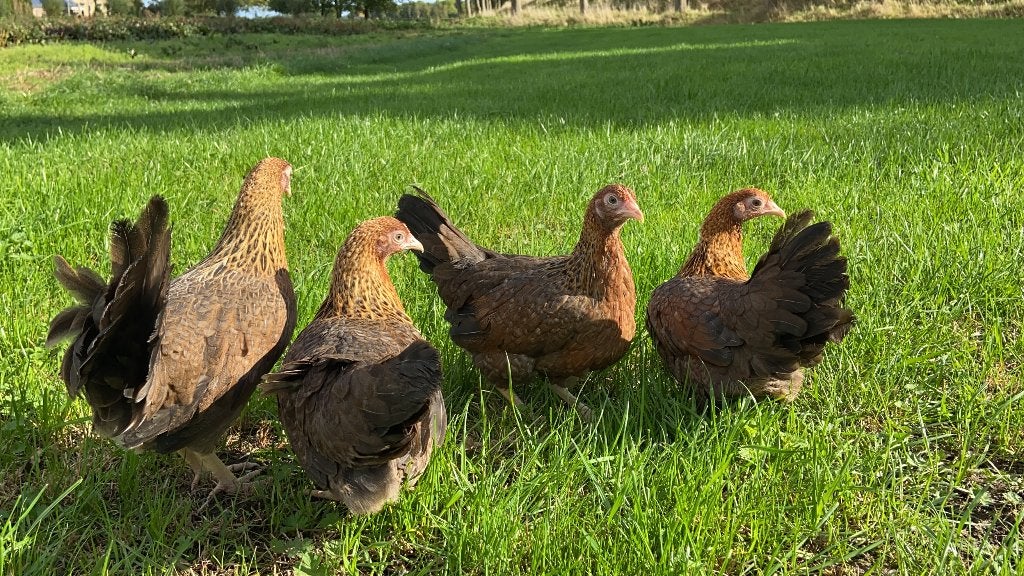 Jonge tamme Bielefelder kriel kippen gesekst en ingeënt, Dieren en Toebehoren, Vrouwelijk, Kip