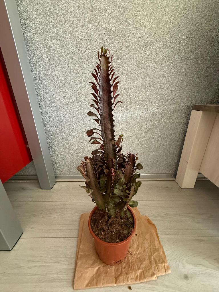 Cactus, Ophalen, Cactus, Volle zon, Minder dan 100 cm