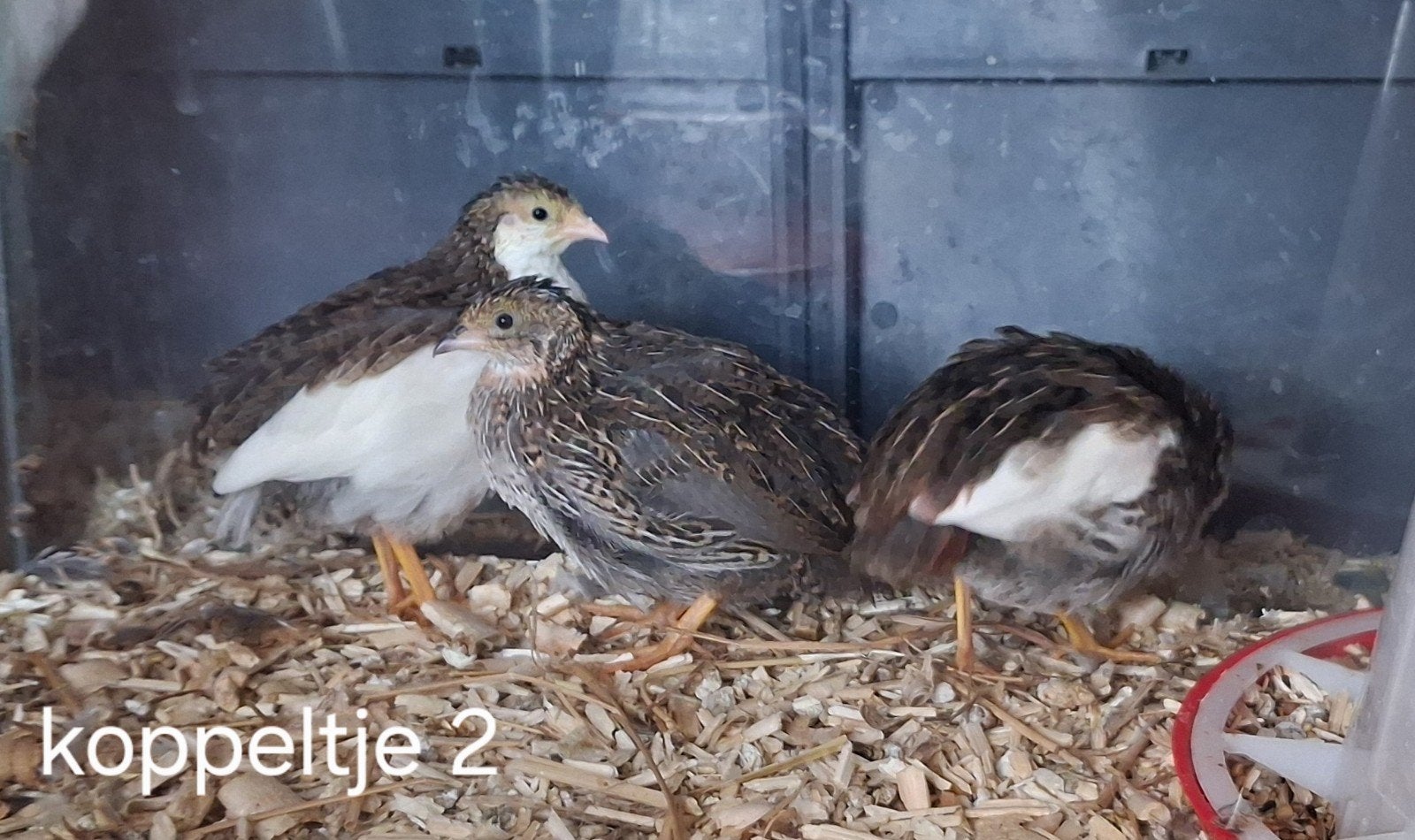 chinese dwergkwartels, Meerdere dieren, Overige soorten