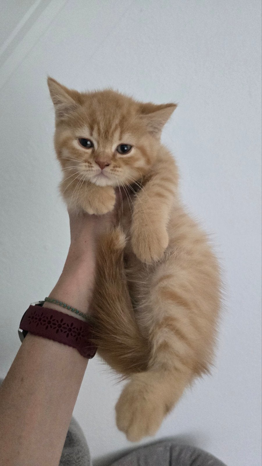 Foto 13 van Wij mogen verhuizen! Prachtige kittens met stamboom