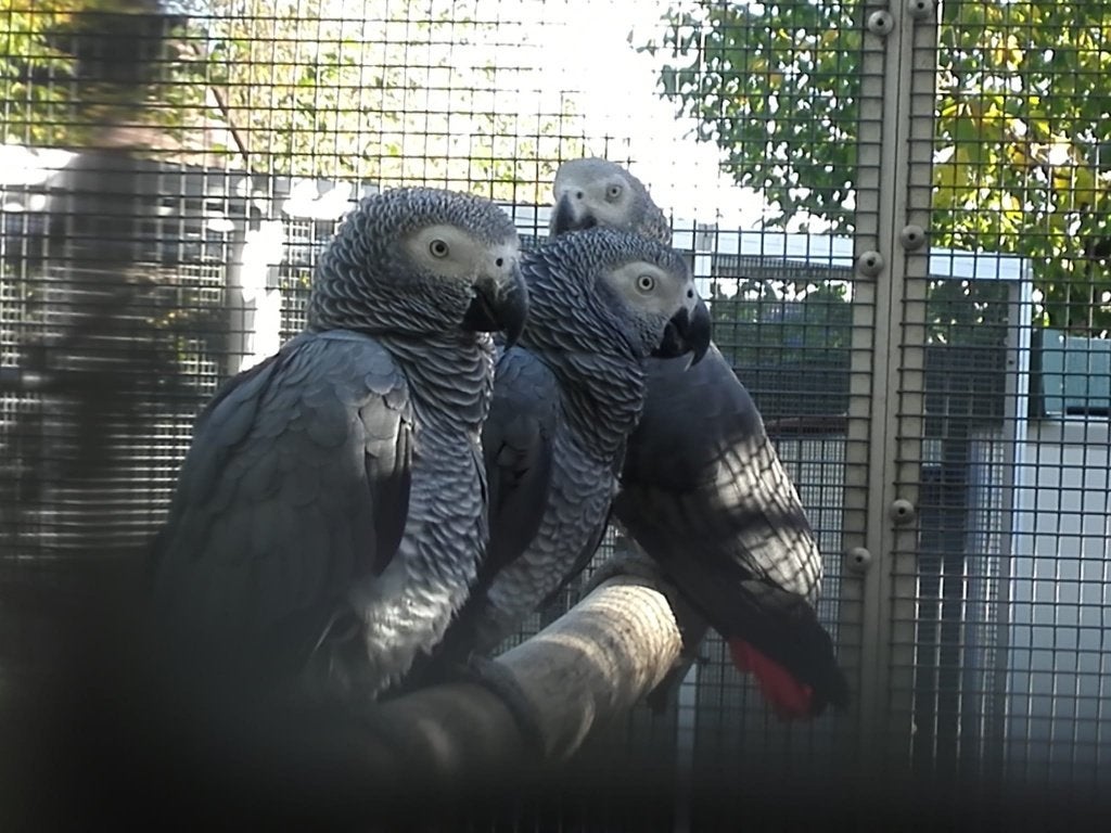 Jonge tamme Grijze roodstaart-papegaaien., Dieren en Toebehoren, Vogels | Parkieten en Papegaaien, Mannelijk, Papegaai, Pratend