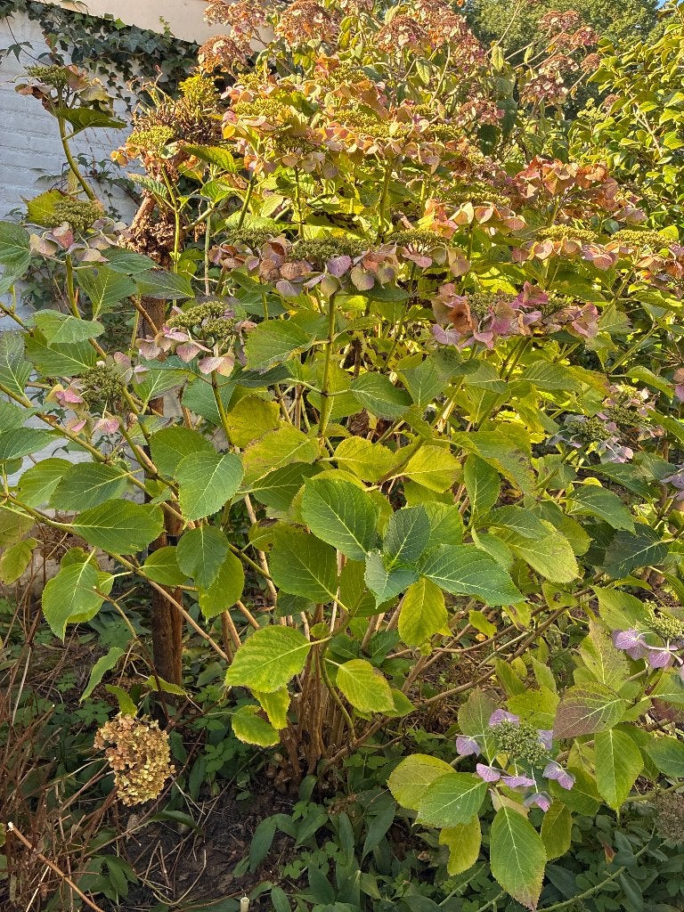 Hortensia, Tuin en Terras, Ophalen, Hortensia, Struik, 100 tot 250 cm
