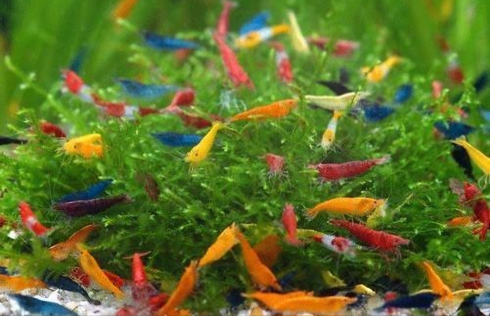neocaridina Happy mix garnalen, Dieren en Toebehoren, Vissen | Aquariumvissen, Kreeft, Krab of Garnaal, Zoetwatervis