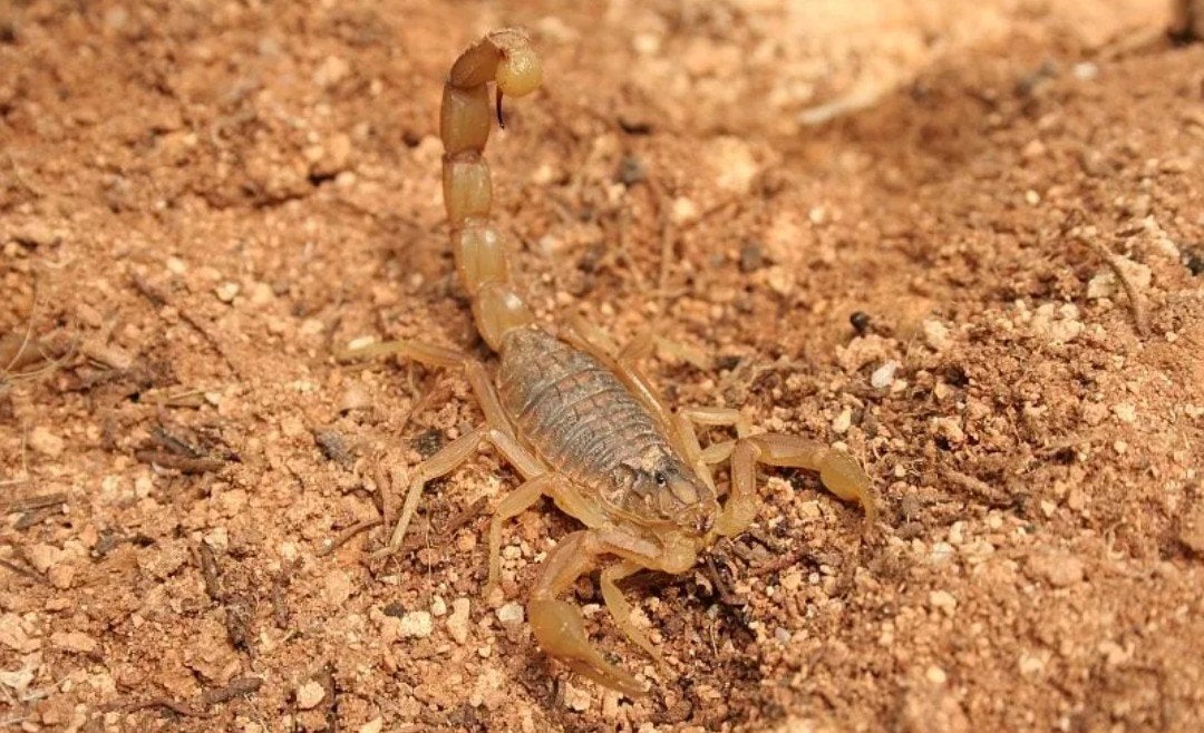 Buthus Occitanus - Noord Afrika - INSTAR 3, Dieren en Toebehoren, Spin of Schorpioen