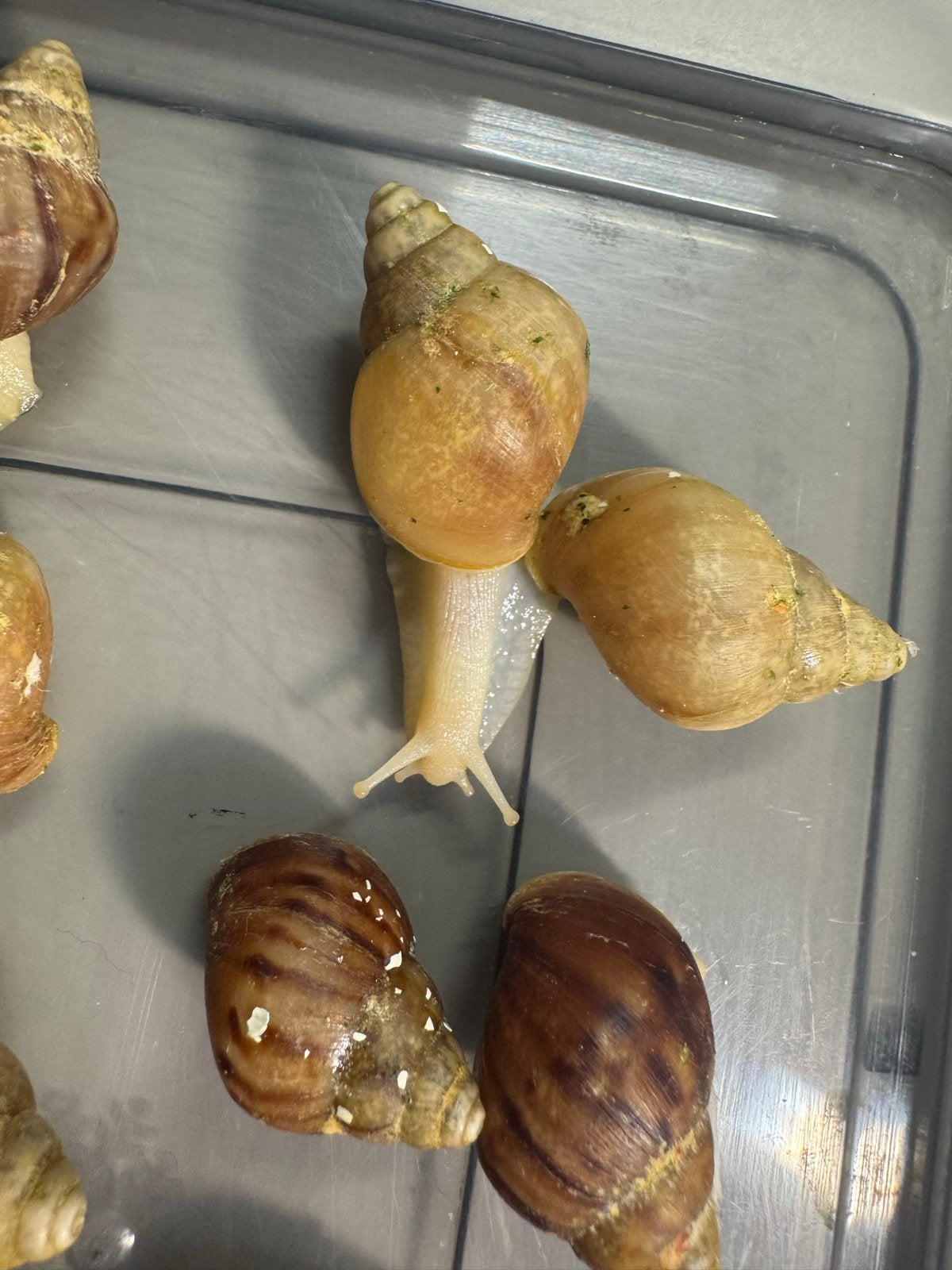 Achatina slakken – geboren op 25 juli, Dieren en Toebehoren