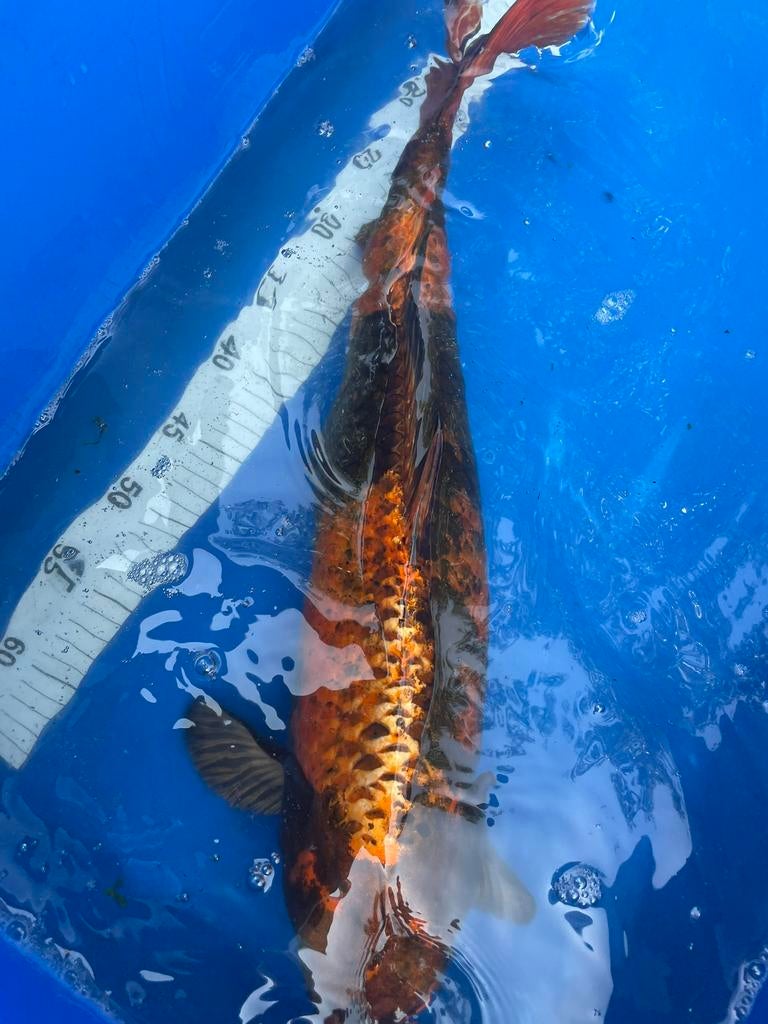 kin ki utsuri koi, Karper of Koi