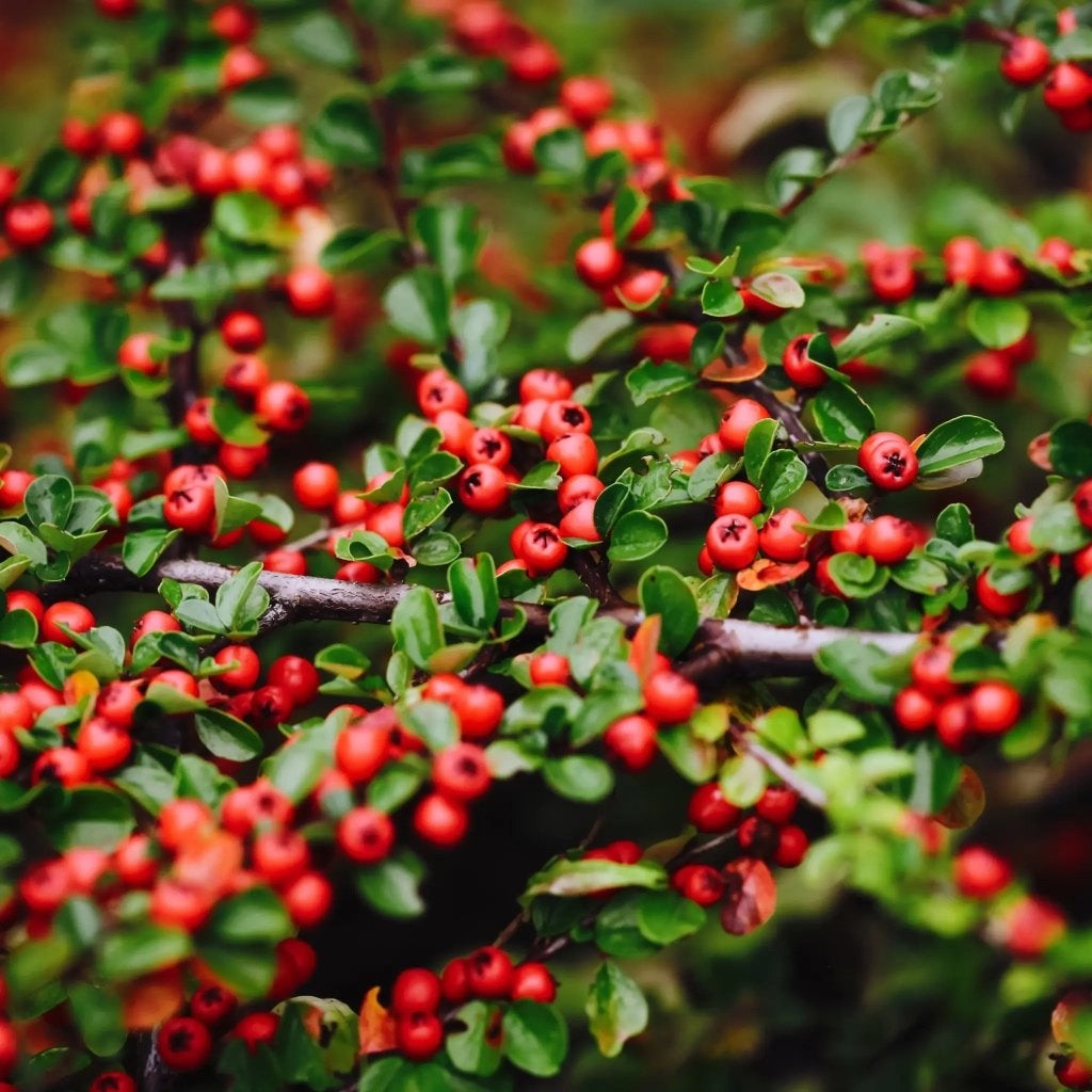 Dwergmispel - Cotoneaster, Tuin en Terras, Planten | Tuinplanten, Ophalen, Vaste plant, Bodembedekkers, Halfschaduw