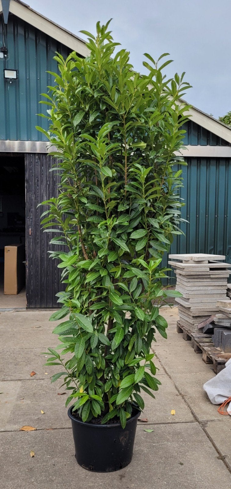 Prunus laurier genolia haagplanten 2.20m hoog! OP=OP!!, Ophalen, Laurier, 100 tot 250 cm