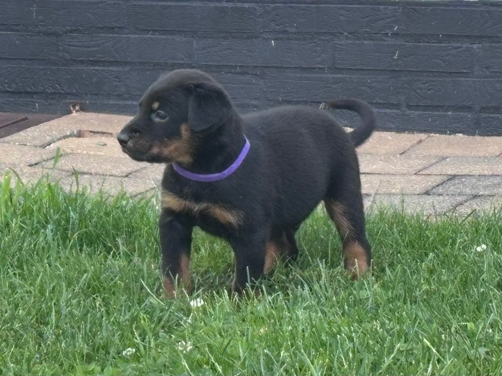 Beauceron pups, Dieren en Toebehoren, België, Particulier, 8 tot 15 weken, Meerdere