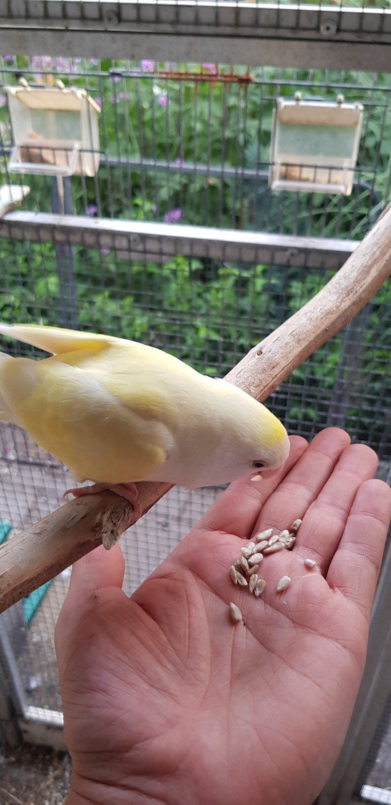 Tam dwergpapegaaitje (agapornis), Dieren en Toebehoren, Geslacht onbekend, Dwergpapegaai of Agapornis, Tam