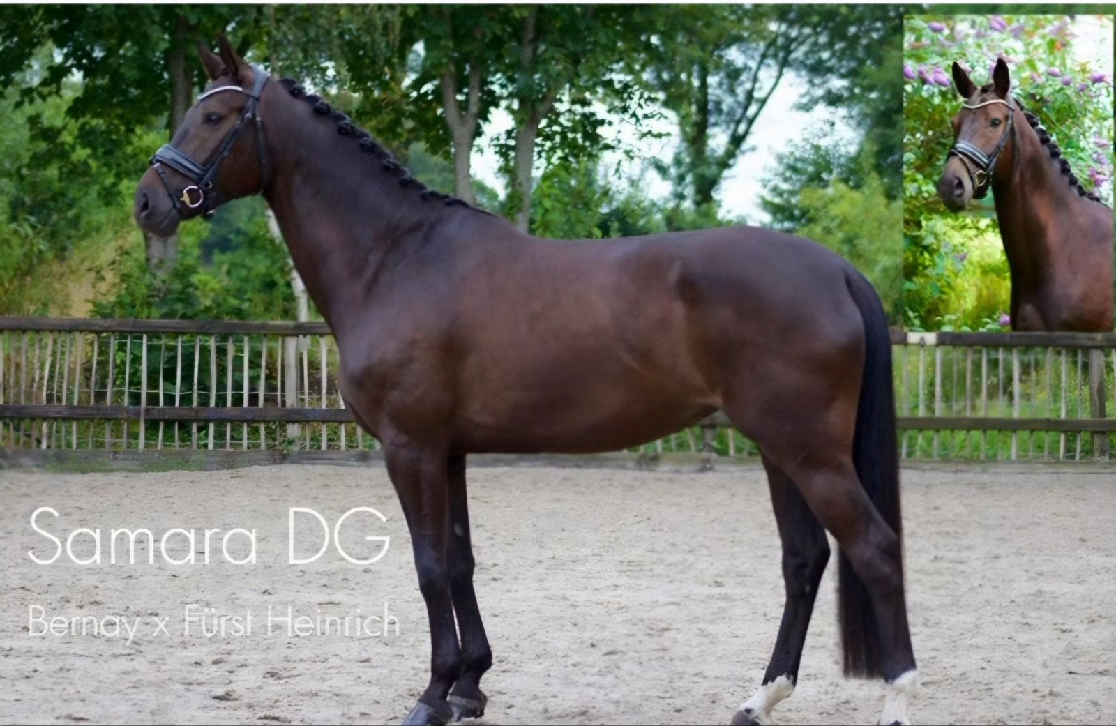 Talentvolle Oldenburger merrie met uitstraling en potentie., Merrie, Dressuurpaard, 7 tot 10 jaar