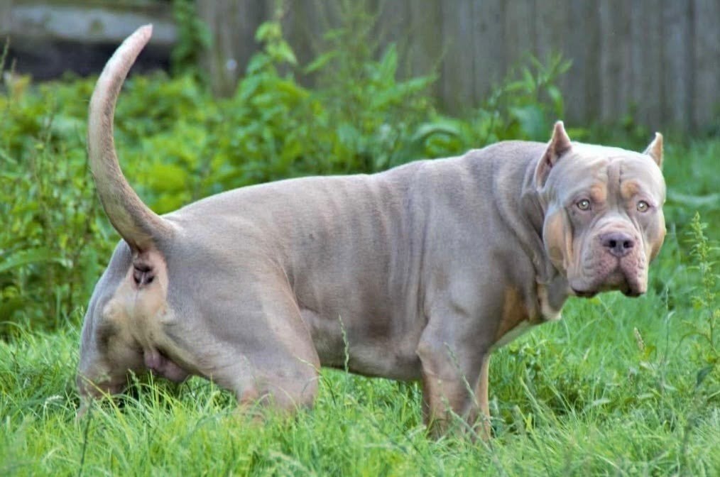 Bully XL Dek reu lilac tri color, Dieren en Toebehoren, Eén hond, 3 tot 5 jaar, Nederland, Particulier