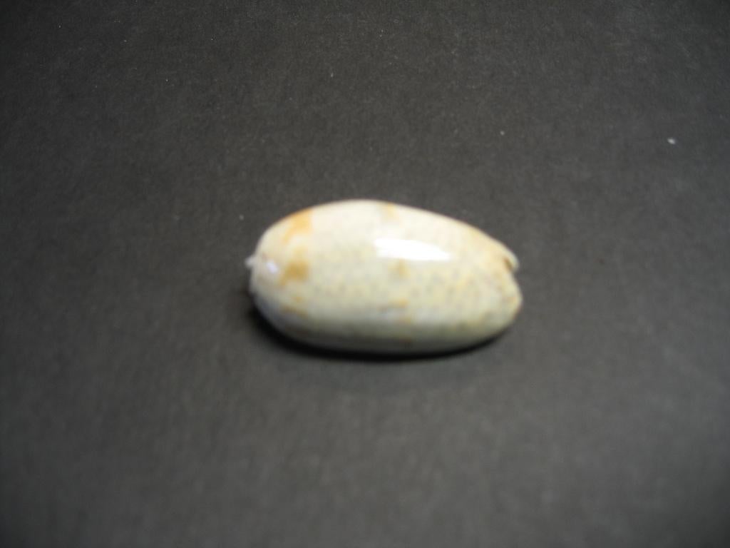 Schelpen: Oliva (Oliva) bulbosa tuberosa  Röding, 1798., Ophalen of Verzenden, Schelp(en)