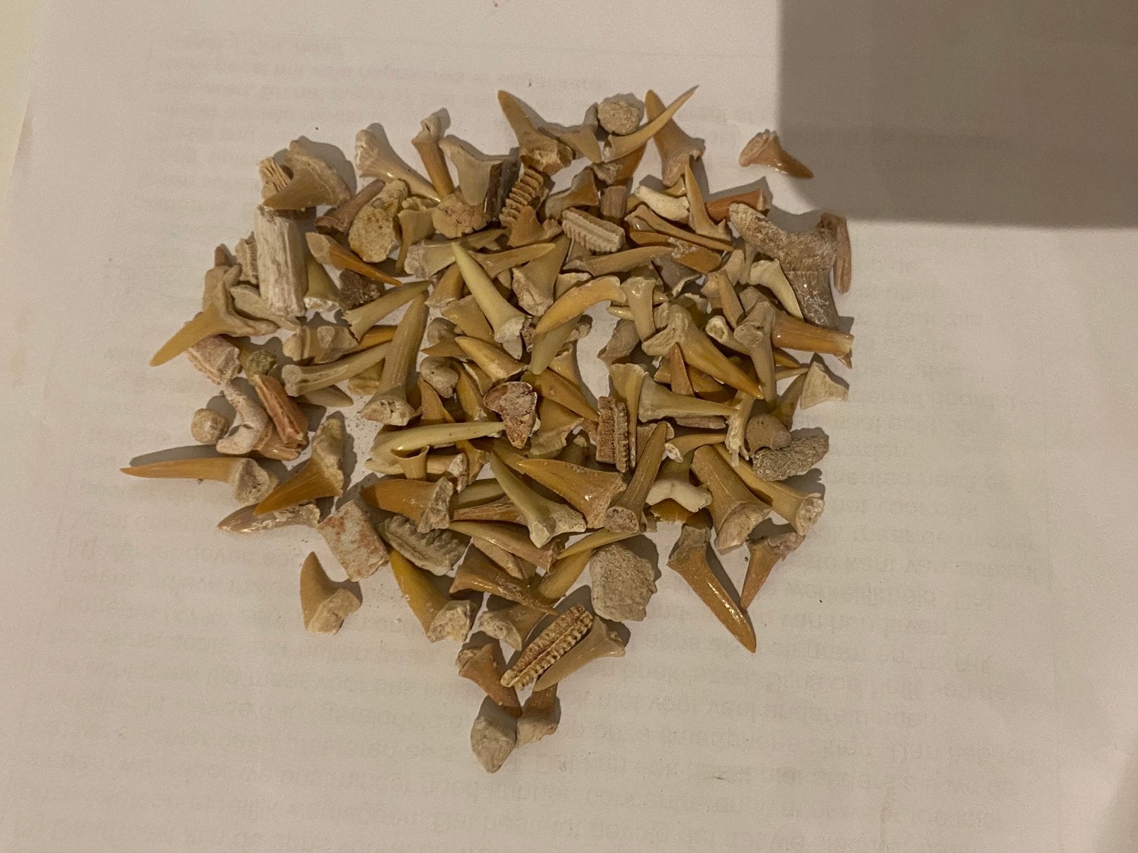 Fossiele haaientanden, Verzamelen, Ophalen of Verzenden, Fossiel